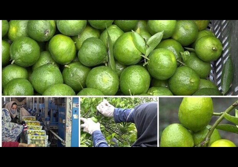 برند سازی محصولات کشاورزی رودسر