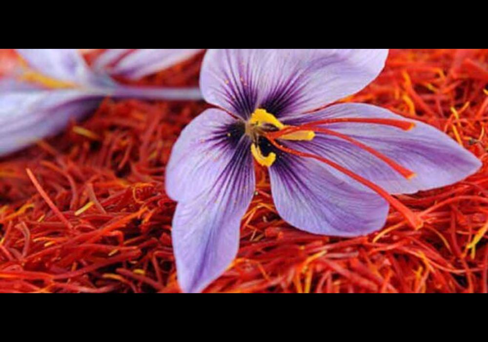 زعفران لرستان