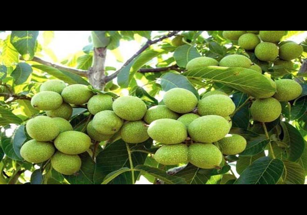 برند گردوی تویسرکان