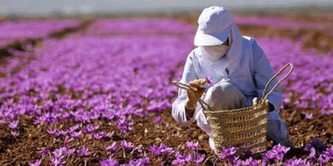برند زعفران کبودرآهنگ