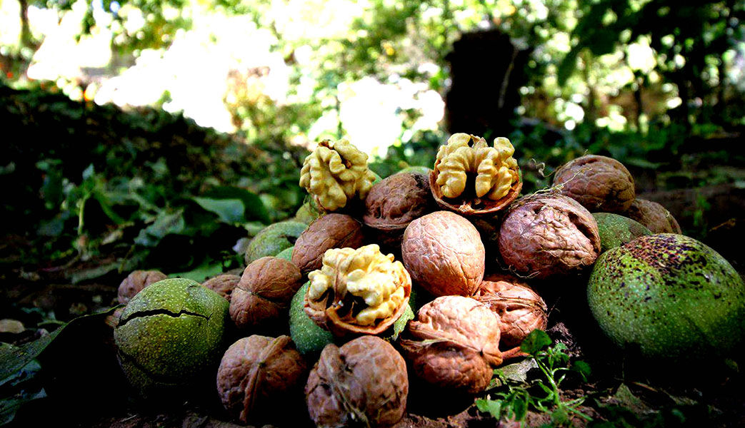 گردوی تویسرکان