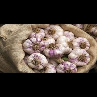 ثبت جهانی سیر