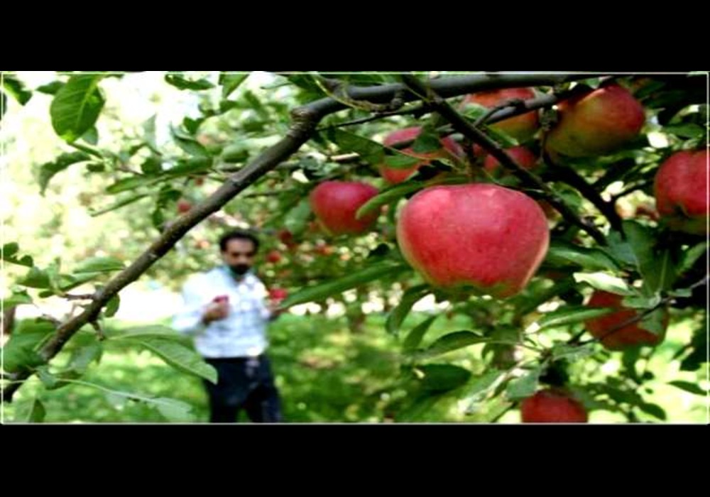 برند سیب خراسان