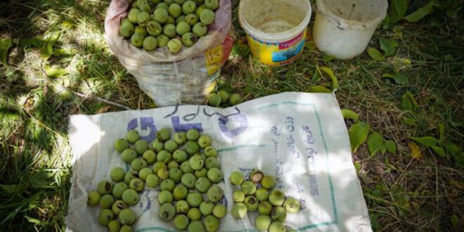 گردوی تویسرکان و بازارهای جهانی